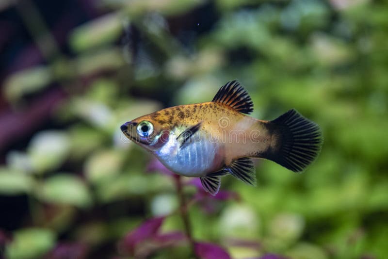 Platy Fish Xiphophorus Maculatus Swimming in Exotic Tropical Aquarium Stock Photo Image of