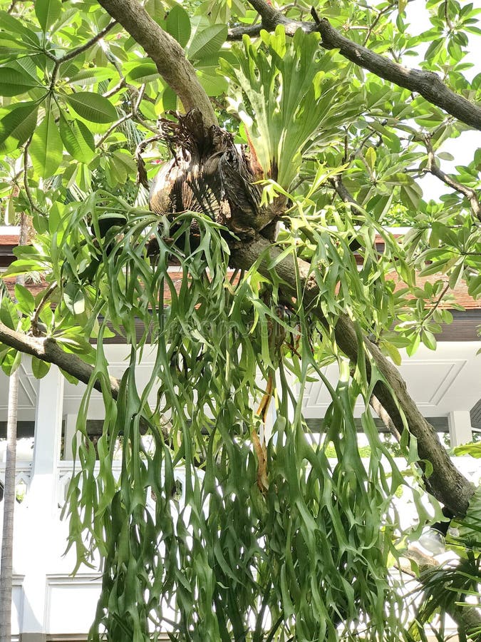 Rare Platycerium Superbum, Crown Indian Disk Staghorn Fern On The Tree ...