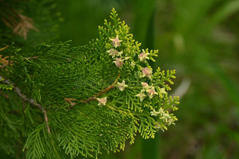 thuja elegantissima