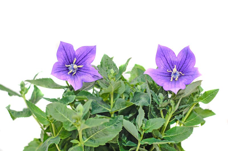 Platycodon Grandiflorus Astra蓝色 与芽的桔梗花库存图片 图片包括有开花的 四季不断