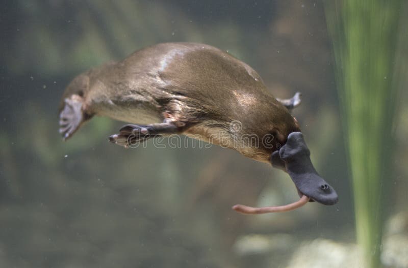 Platypus stock photo. Image of worm, wildlife, platypus - 91834948