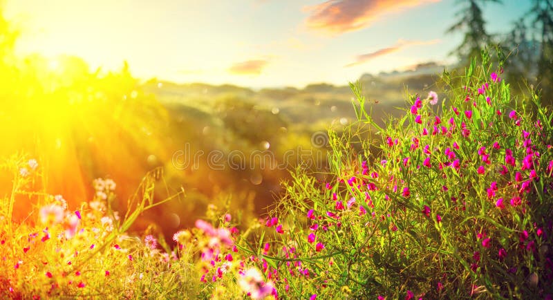 Platz für Ihren Text Schöner Landschaftspark mit grünem Gras, blühenden wilden Blumen und Bäumen lizenzfreie stockfotografie