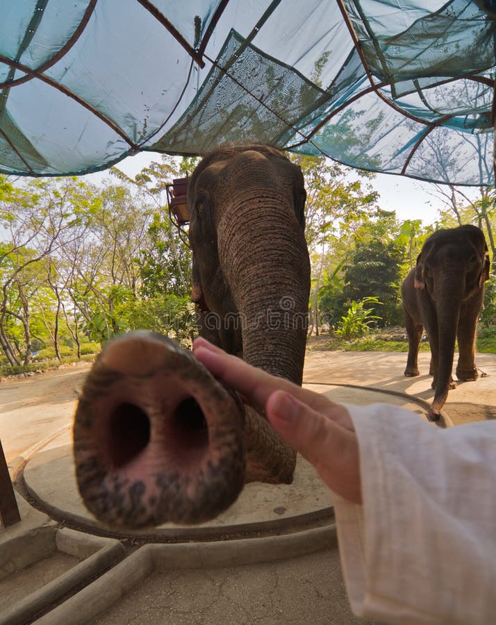 Play with elephant stock photo. Image of angle, humor 8784428