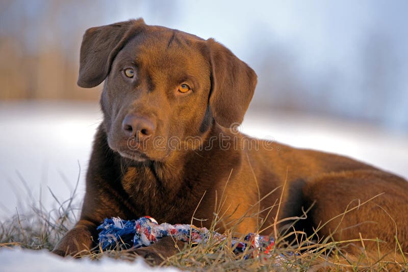 Play with me royalty free stock photography Play with me royalty free stock photography