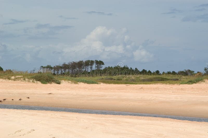 Playa con los árboles y la secuencia de marea fotografía de archivo libre de regalías Playa con los árboles y la secuencia de marea fotografía de archivo libre de regalías