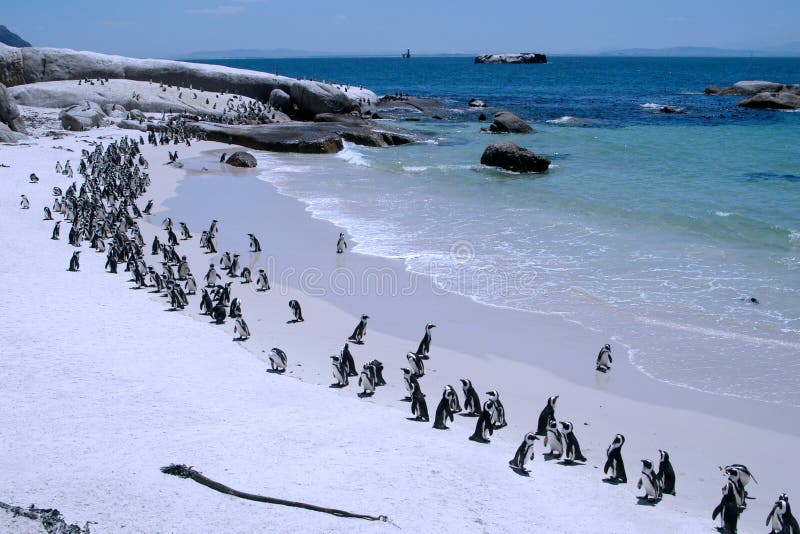 A large group of endangered African penguins enjoy some sunshine on the Boulders Beach where they get all the protection they need. Simon's Town, Western Cape, South Africa. A large group of endangered African penguins enjoy some sunshine on the Boulders Beach where they get all the protection they need. Simon's Town, Western Cape, South Africa.