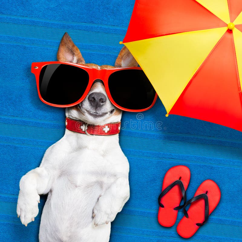 Dog lying on towel under shade of umbrella relaxing and chilling out in the summer vacation. Dog lying on towel under shade of umbrella relaxing and chilling out in the summer vacation