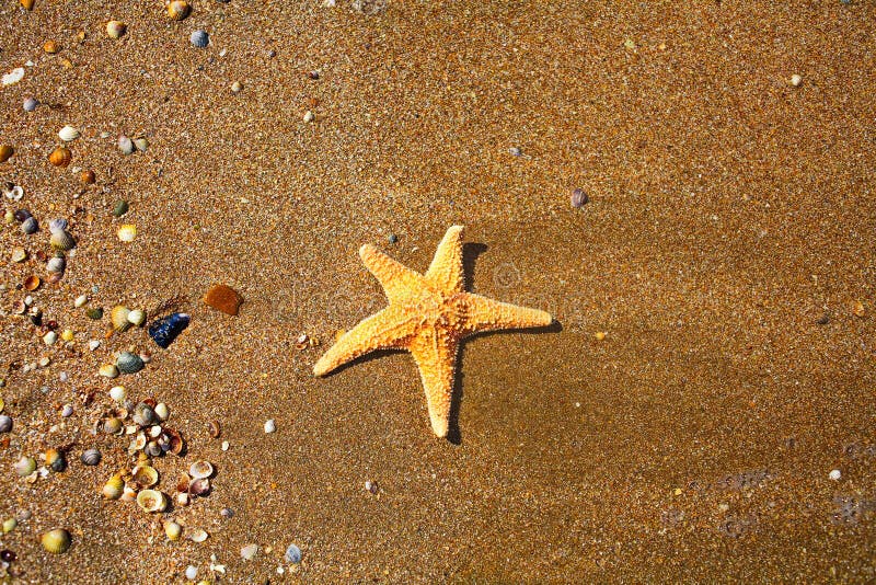 Playa del verano Estrellas de mar y pequeña concha marina en la arena desde arriba fotografía de archivo Playa del verano Estrellas de mar y pequeña concha marina en la arena desde arriba fotografía de archivo