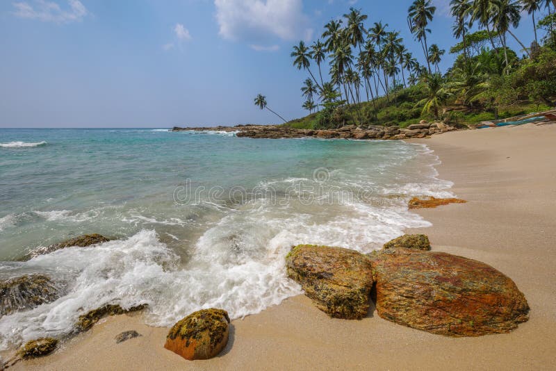  Playa tropical alineada con las palmas en Sri Lanka imagenes de archivo