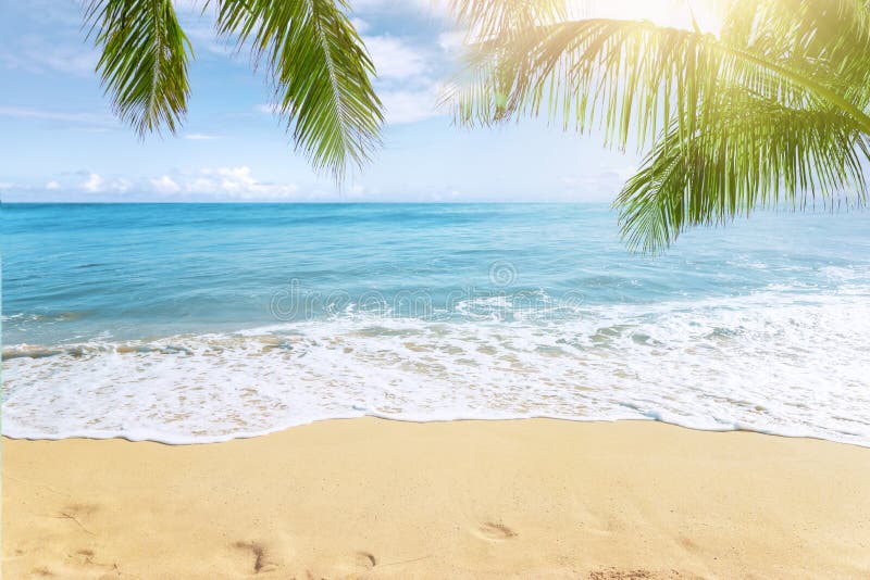 Playa tropical soleada con las palmeras