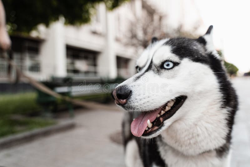 Playful and Adorable Siberian Husky Puppy Outdoors Close-up