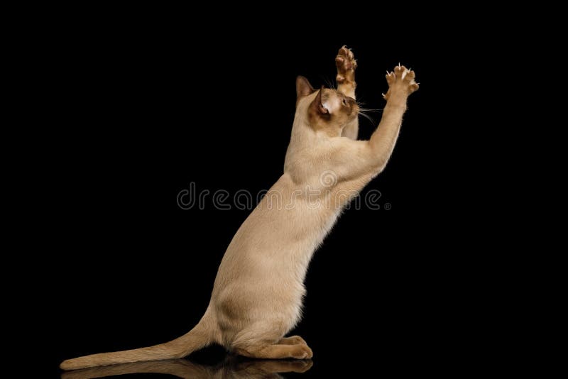 Brown burma cat isolated on black background stock photography Brown burma cat isolated on black background stock photography