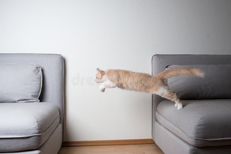 Playful cat jumping over sofa