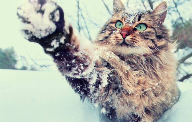 Playful cat outdoor in snowy winter