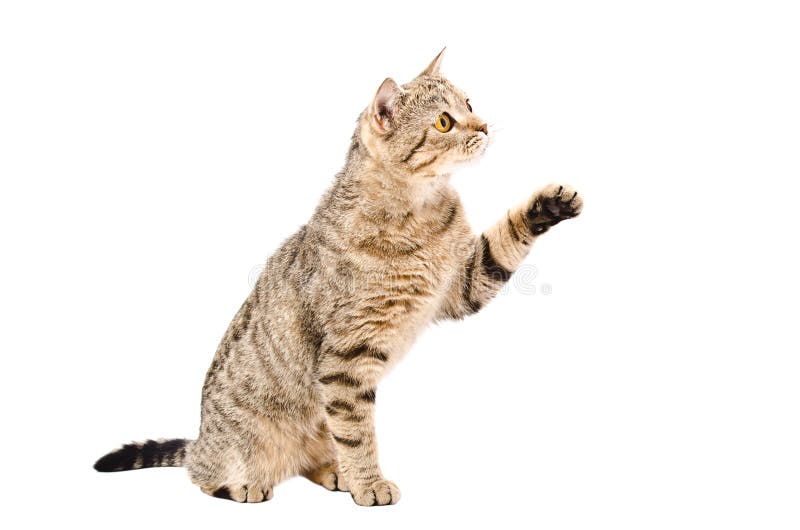 Playful cat Scottish Straight sitting with raised paw stock image Playful cat Scottish Straight sitting with raised paw stock image