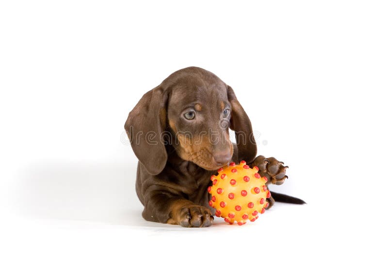 Playful dachshund puppy