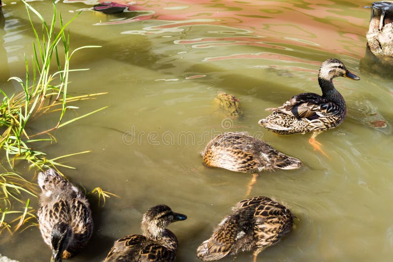 Playful ducks on the Red Lake