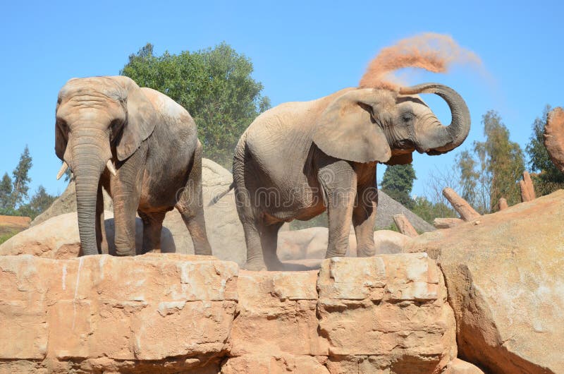Playful elephants stock photo. Image of elephant, muddy 34328262