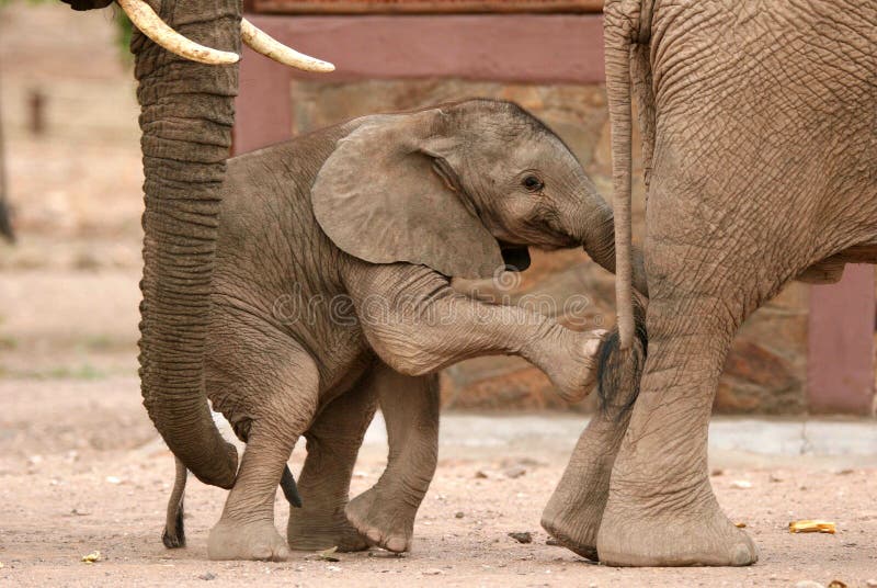 Playful Elephants calf