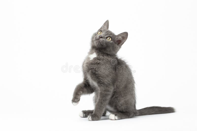 Playful Gray Kitty on White Background