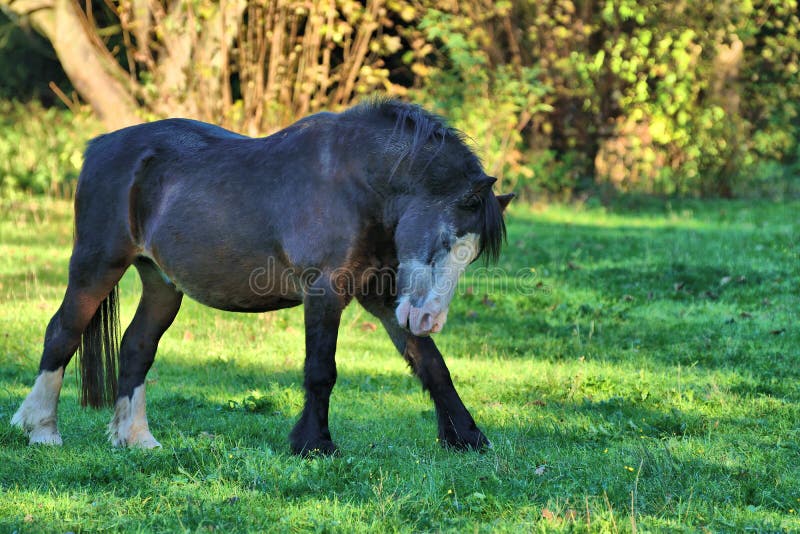 Playful horse enjoying Autumn sunshine in an English field