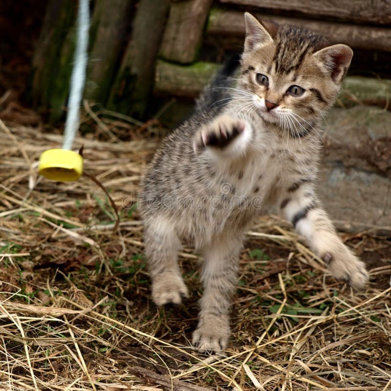 Playful kitten