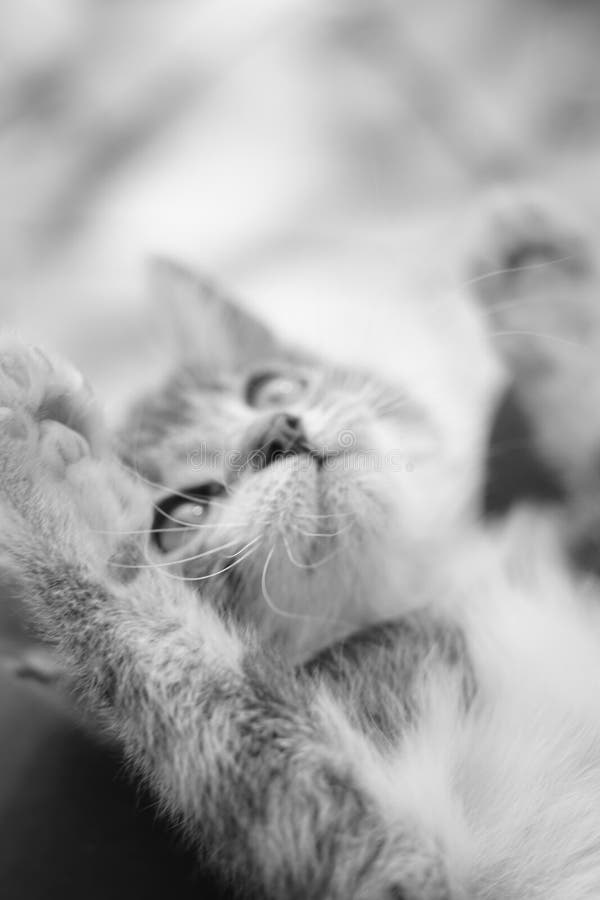 Playful kitten close up face portrait. Black and white photo