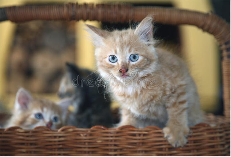 playful kittens bamboo basket inquisitive kittens playfully sitting bamboo basket owner s home 123893325