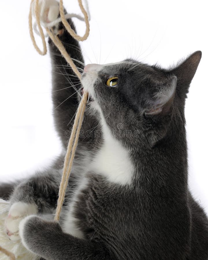 Playful Kitty Closeup