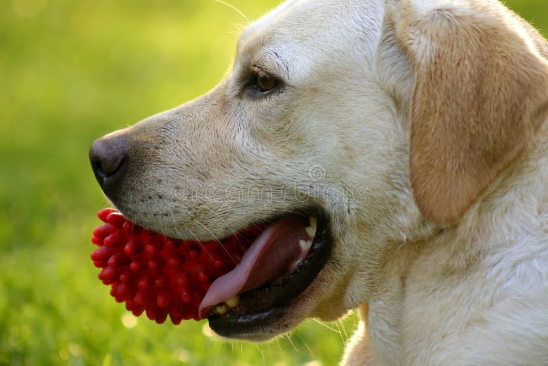 Playful labby