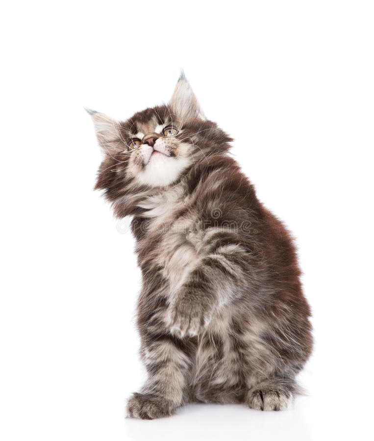 Playful Maine Coon Cat Standing on Hind Legs in Side View and Lo Stock