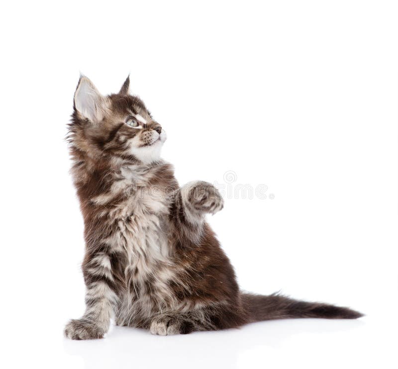 Playful Maine Coon Cat Standing on Hind Legs in Side View and Lo Stock