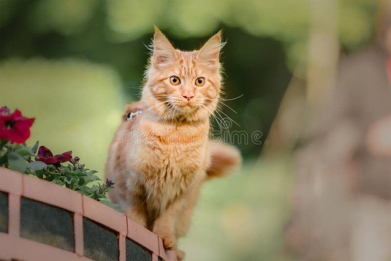 Playful Red Ginger Tabby Maine Coon Kitten Outdoor Stock Photo Image