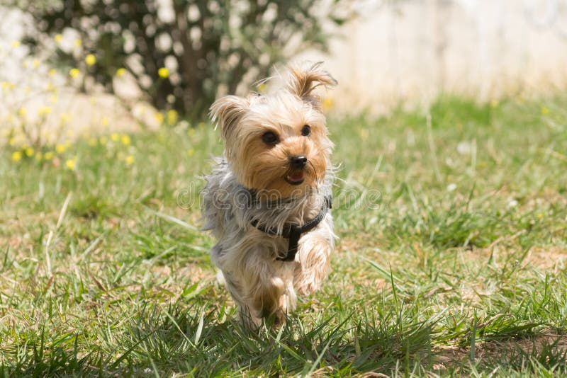 Yorkshire Terrier Jumping and Standing on His Two Feet. Stock Photo