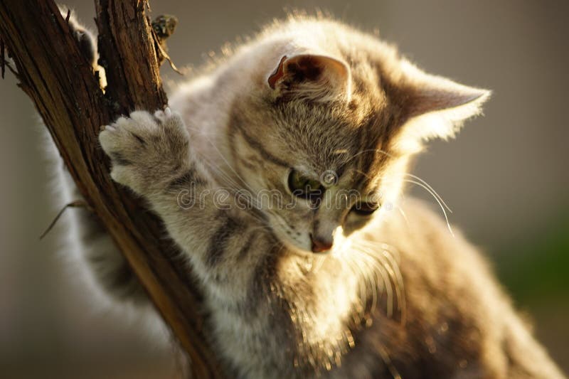 Playful young cat scratches its claws on a grape trunk in the garden