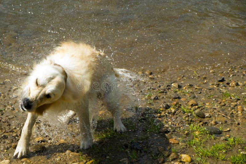 A playful young Golden Retriever dog at the river stock photos A playful young Golden Retriever dog at the river stock photos