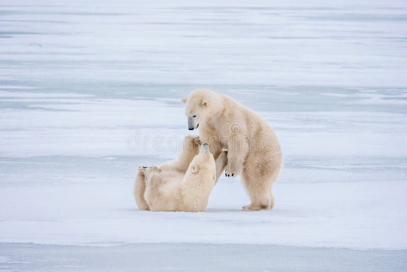 playful-young-polar-bears-northern-canada-two-cute-playfully-interacting-snowy-ice-hudson-bay-near-churchill-manitoba-205952366.jpg