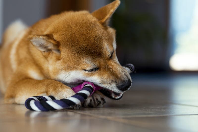 Playful young puppy shiba inu playing with canine toy on the ground at home in happy indoor leisure activity. Concept of dog owner