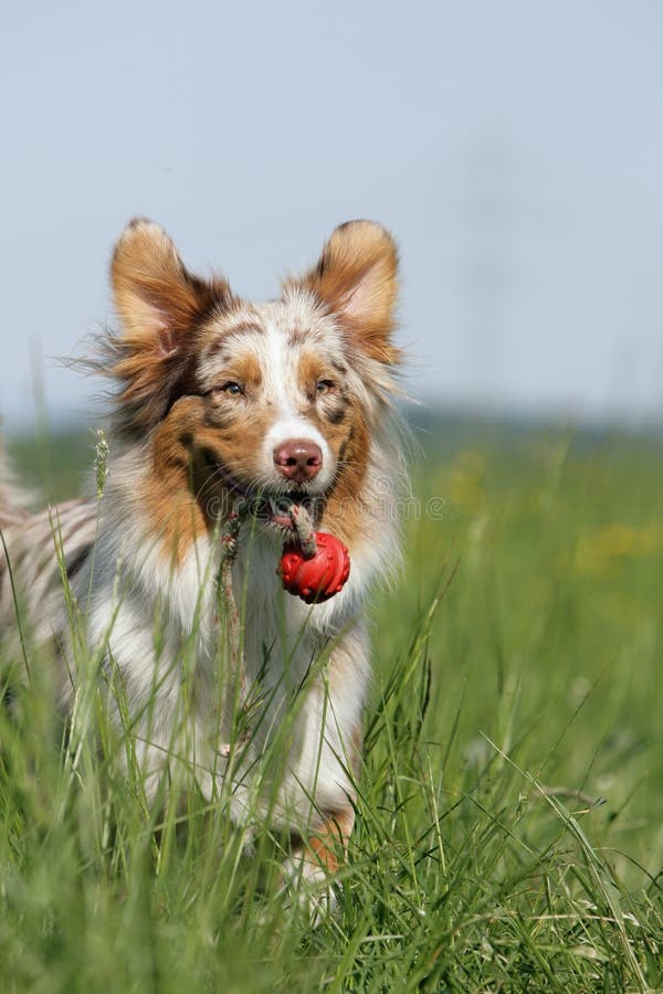 Retrato australiano el perro correr, a posesión su esfera.