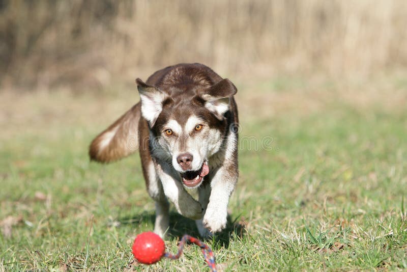 Playing ball