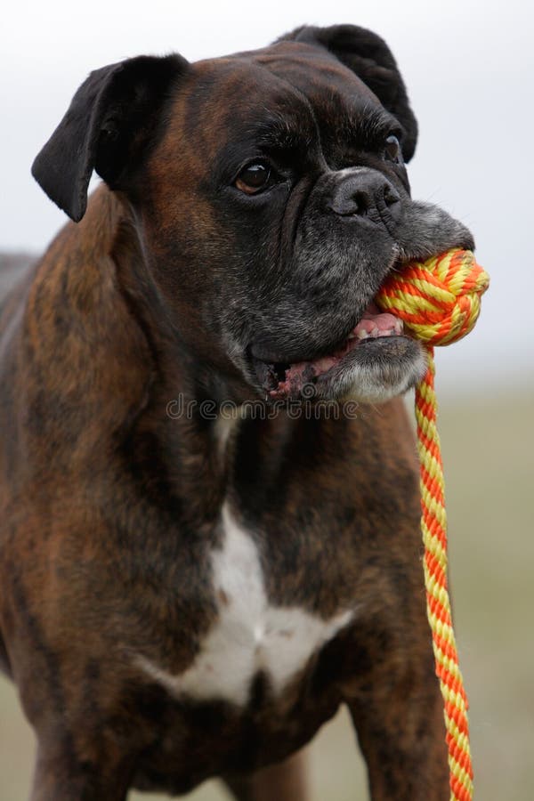 Playing boxer