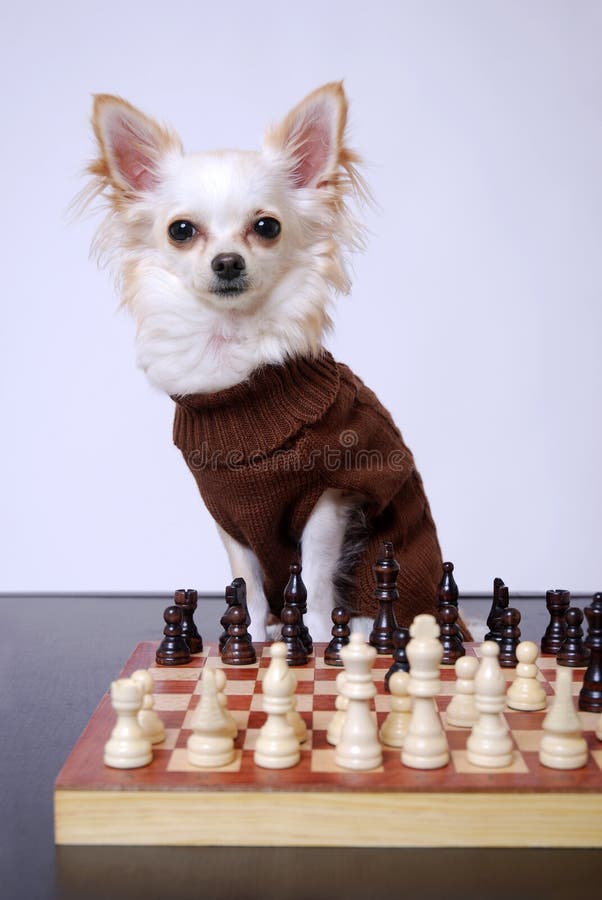 Dogs playing chess stock photo. Image of chess, breed 33260448