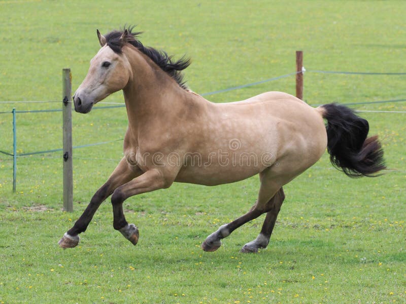 yellow dun horse