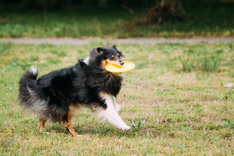Playing Frisbee Freestyle Tricolor Scottish English Rough Long-Haired Collie