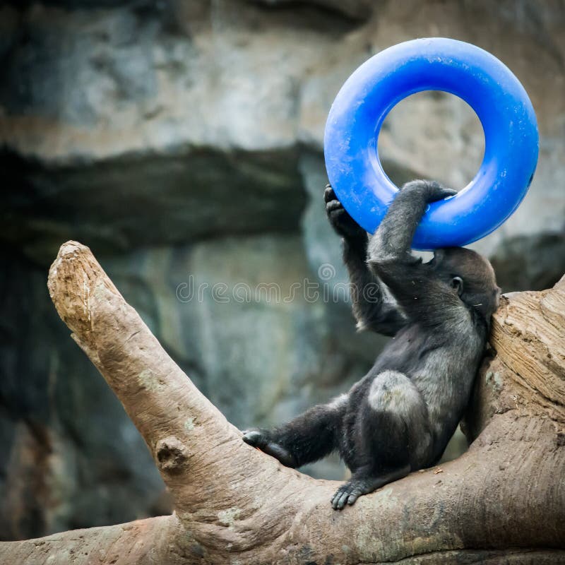 Baby Gorilla Playing with a Hoop. Baby Gorilla Playing with a Hoop