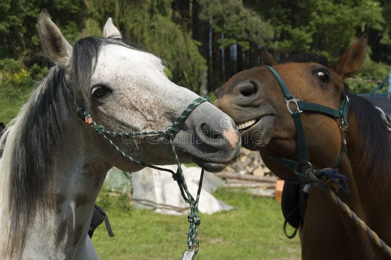 Playing horses