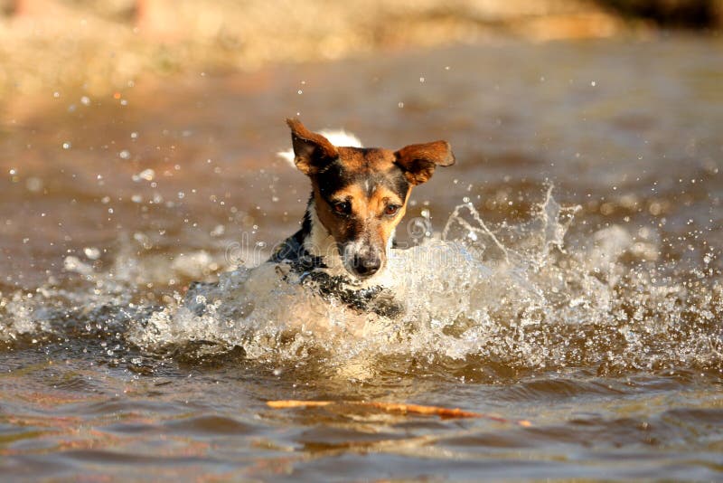 Playing Jack Russel Terrier