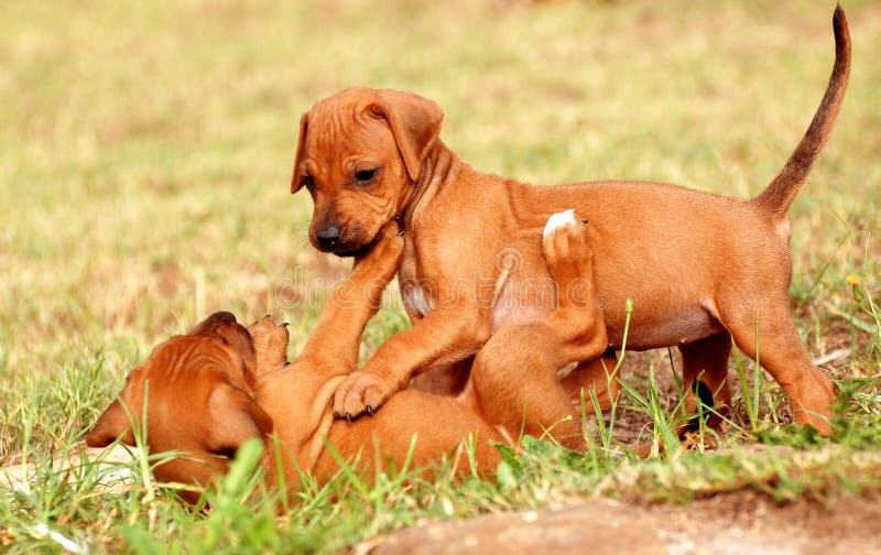 Two cute little purebred Rhodesian Ridgeback puppies playing together on the grass outside. Rhodesian puppies stock images, royalty-free photos and pictures