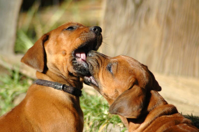 Two beautiful little cute Rhodesian Ridgeback hound dog puppies playing together in the backyard outdoors in summertime. Rhodesian puppies stock images, royalty-free photos and pictures