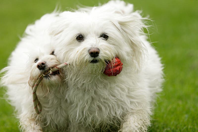 Close-up von zwei weißen Hunden, zusammen zu spielen mit einem roten ball.